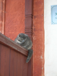Царицин кот, наверное :)