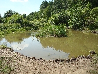 Сюда на водопой со всей округи приходят кабаны.